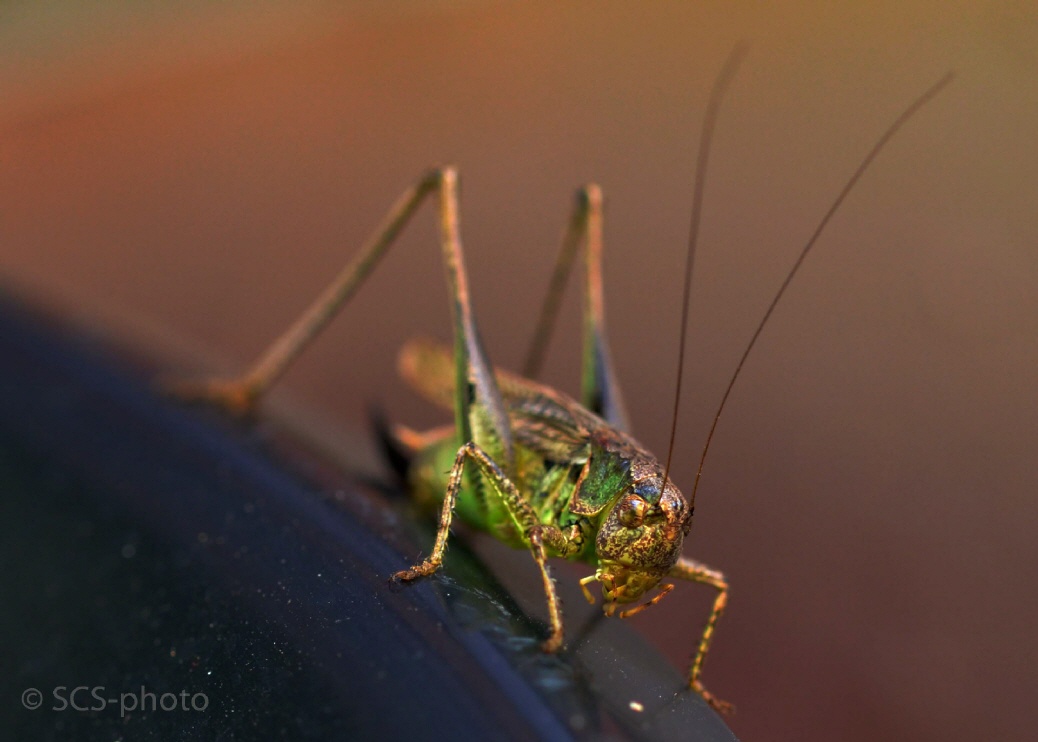 "The Green Grasshopper"