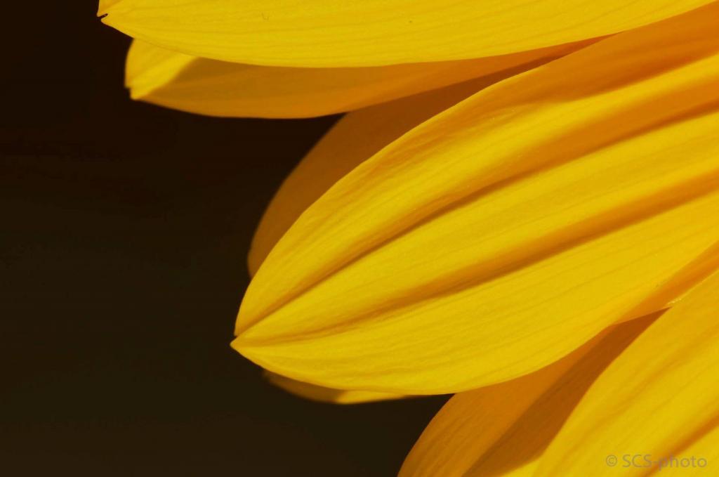 Summerpetals