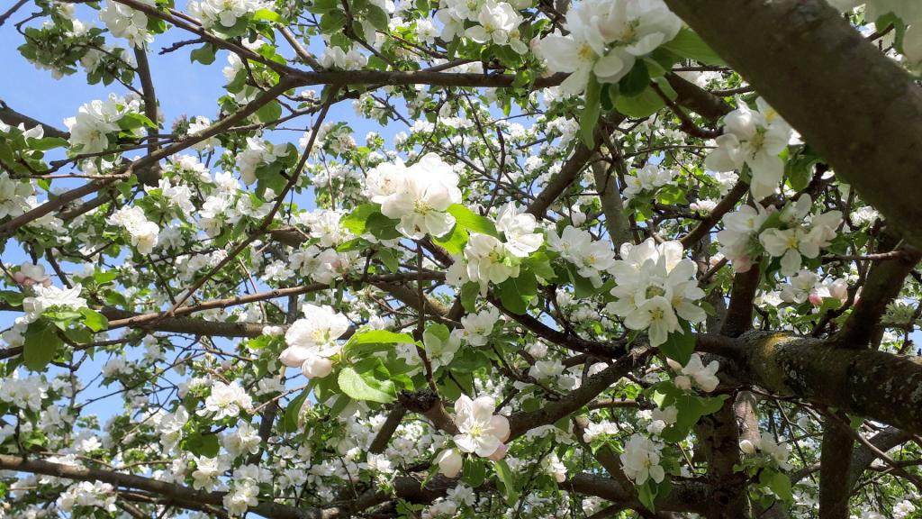 "blossom power"