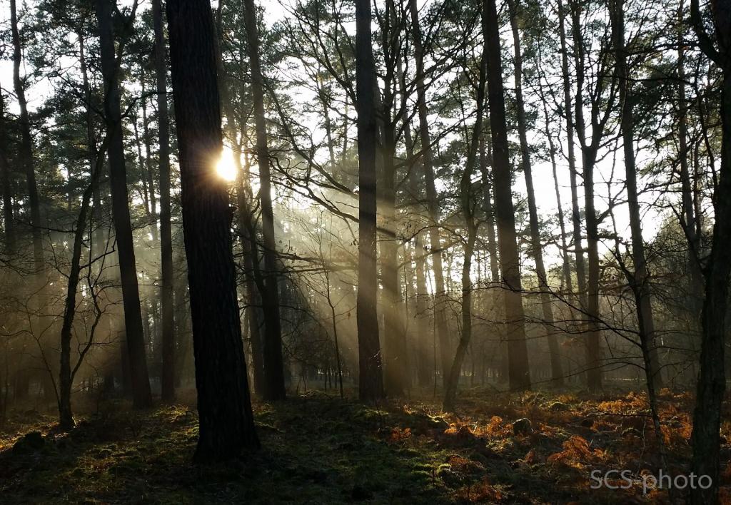 glowing forest
